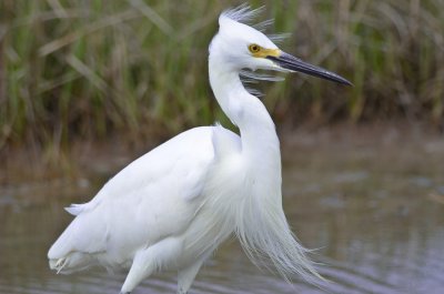 snowy egret plum island