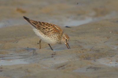 Appears t be  White-rumped Sandpiper. Reddish wash on back of neck and upper side, along with larger size very interesting