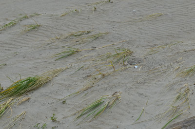 piping plover eggs plum isand