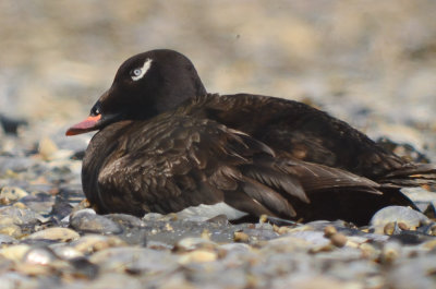 white-winged scoter plum island