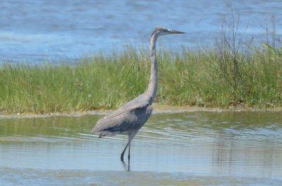 unusual heron plum island