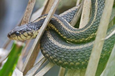 garter snake great meadows