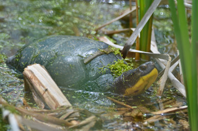 blandings turtle great meadows