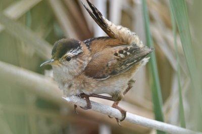 marsh wren great meadows