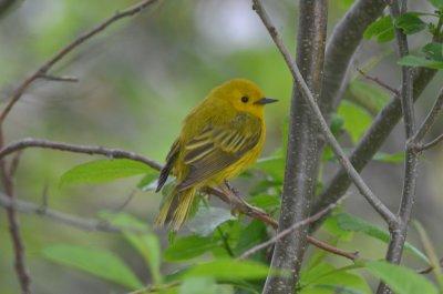 yellow warbler plum island