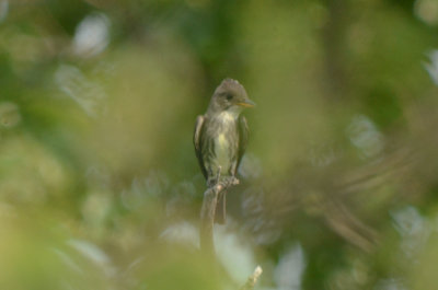 olive-sided flycatcher plum island