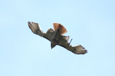 red-tailed apparently scorched by landfill methane pipes Newbury