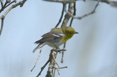 yellow-throated vireo jb little road