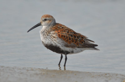 dunlin plum island