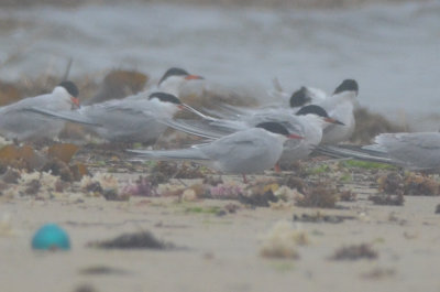 arctic tern, ( which one, can you tell?) plum island