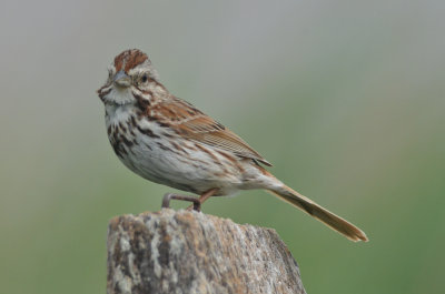 song sparrow plum island