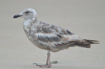 interesting gull plum island