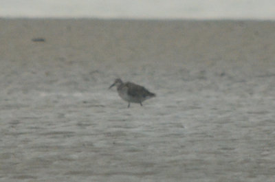 red knot sandy point