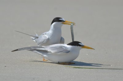 least terns sandy point plum island