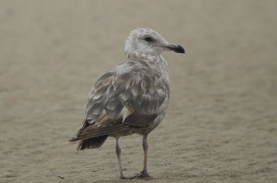 one has to wonder how this bird can be the same species as the previous bird