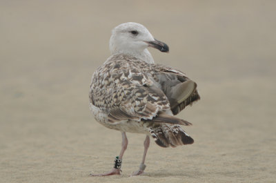 great black backed gull 2nd year band indicates appledore gull