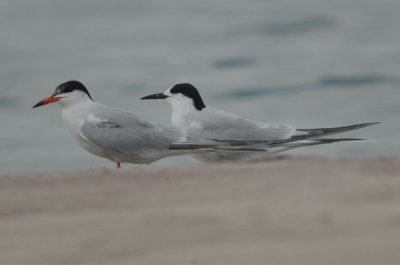 common tern and 1st yr roseate ? 