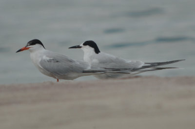 common tern and 1st yr roseate ?