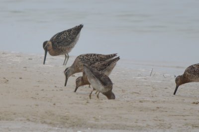 long and short-billed dowitcher plum island