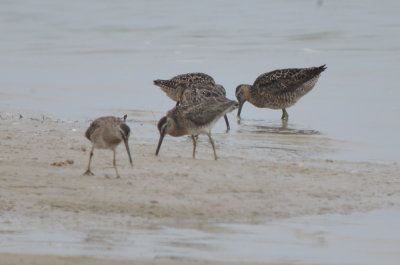 long and short-billed dowitcher plum island