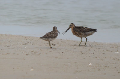 long and short-billed dowitcher plum island
