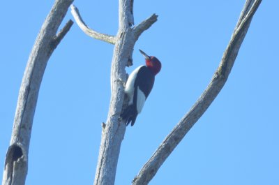 red-headed woodpecker ne biolabs ipswicj