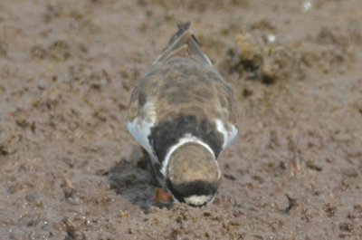 worn, cool looking feathers semipalmated plover