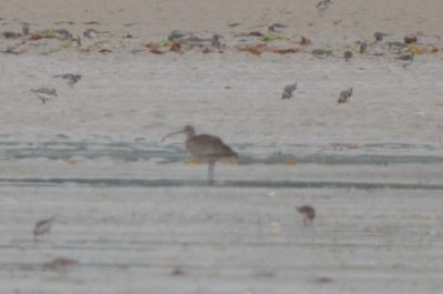 whimbrel with longish bill (female?) plum island