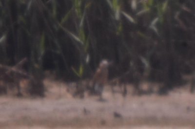 juv least bittern Stage island pool plum island