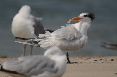 royal tern plum island