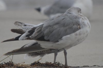 American Herring Gull-102.jpg