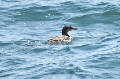 common loon