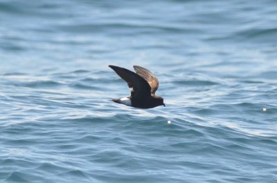 wilson's petrel doing that tricky leg tuck trying to look like someone else