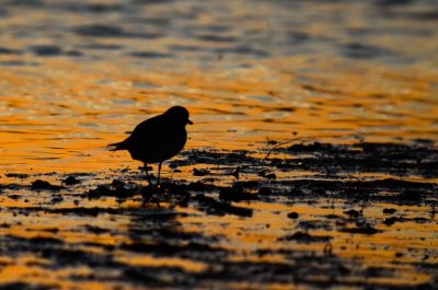 semipal. plover sunset sandy point plum island