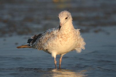 Ring-billed Gull (juv molting into 1st winter) sandy point plum island
