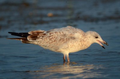 Ring-billed Gull (juv molting into 1st winter) sandy point plum island