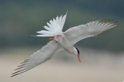 common tern  plum island