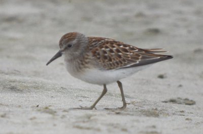 least sandpiper plum island