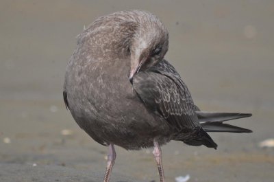 American Herring Gull juv plum island