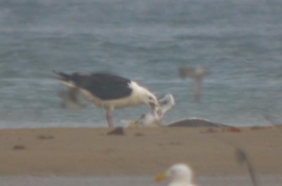 Great Black-backed killing and then eventually eating ring-billed gull plum island