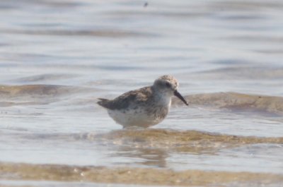 possible hybrid sandpiper