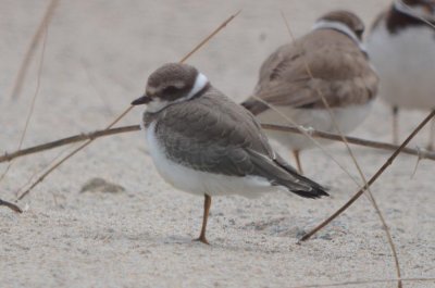 possible Common Ringed Plover Plum Island