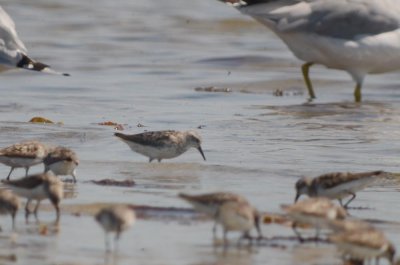 possible hybrid sandpiper