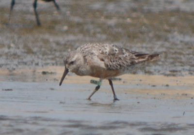 banded red knot sandy point plum island 