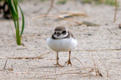 possible Common Ringed Plover Plum Island