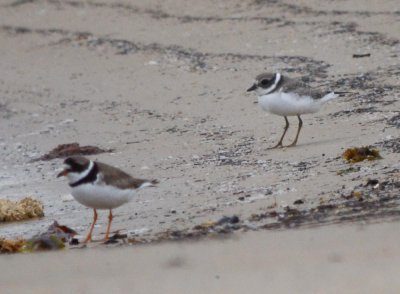 possible Common Ringed Plover Plum Island 