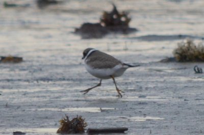 possible Common Ringed Plover Plum Island 