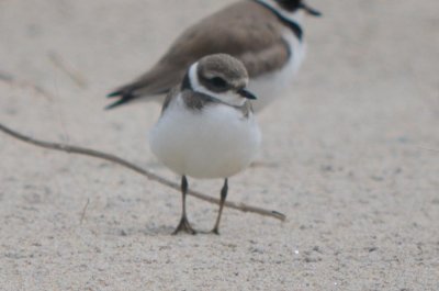 possible Common Ringed Plover Plum Island 