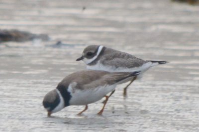 possible Common Ringed Plover Plum Island 