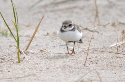 possible Common Ringed Plover Plum Island 